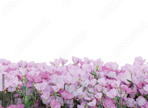 Various types of pink flowers grass bushes shrub and small plants isolated 