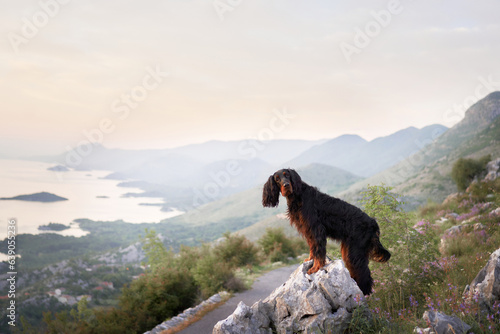 dog in pink flowers outdoors in Mountains. Gordon setter in nature on the rock  © annaav