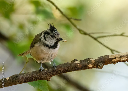 Rare scottish woodland bird, crested tit, brown bird with crest of feathers perched in the woodland