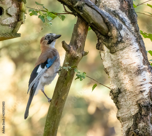 Colourful Jay, corvid shy bird in the woodland photo