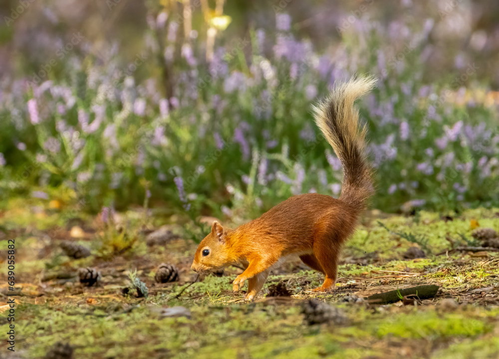 Scottish red squirrel foraging on the forest floor looking for a nut in the woodland