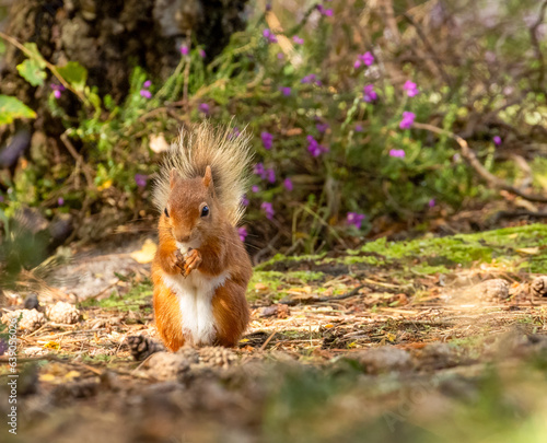 Cute little scottish red squirrel foraging and looking for food on the forest floor with curious face  © Sarah
