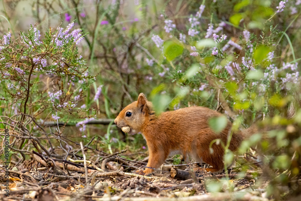 Obraz premium Cute scottish red squirrel with nut in the woodland