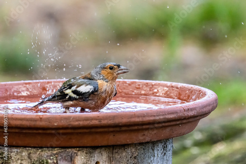 Male chaffinch having a bath in a dish of water