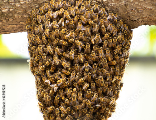 Bees are swarming. Honey comb hanging on branch, Close up of bees. Beehive. Bee family