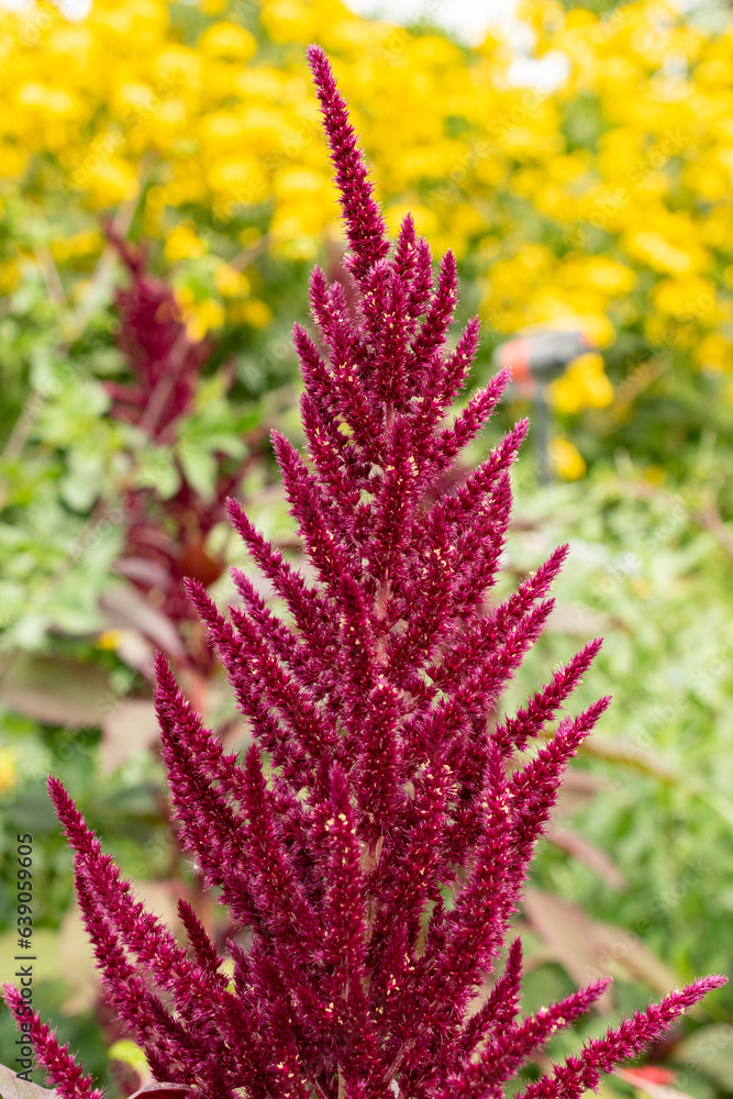 Amaranthus grain or Amaranthus Paniculatus plant in Zurich in Switzerland Amaranthus grain or Amaranthus Paniculatus plant in Zurich in Switzerland
