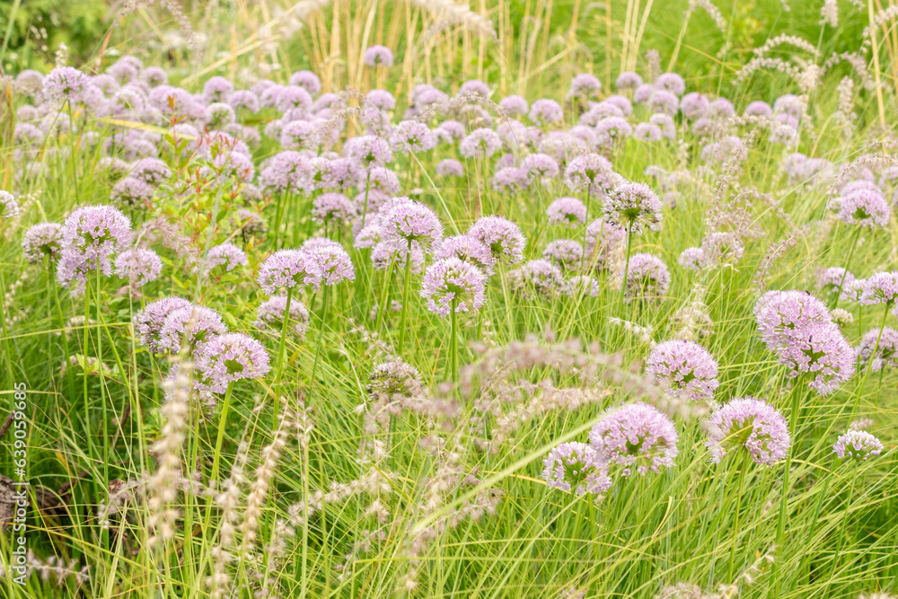 Fototapeta premium Siberian chives or Allium Nutans in Zurich in Switzerland