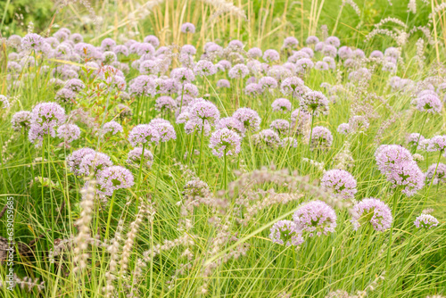 Siberian chives or Allium Nutans in Zurich in Switzerland