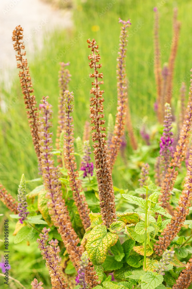 Iranian germander or Teucrium Hircanicum plant in Zurich in Switzerland Iranian germander or Teucrium Hircanicum plant in Zurich in Switzerland