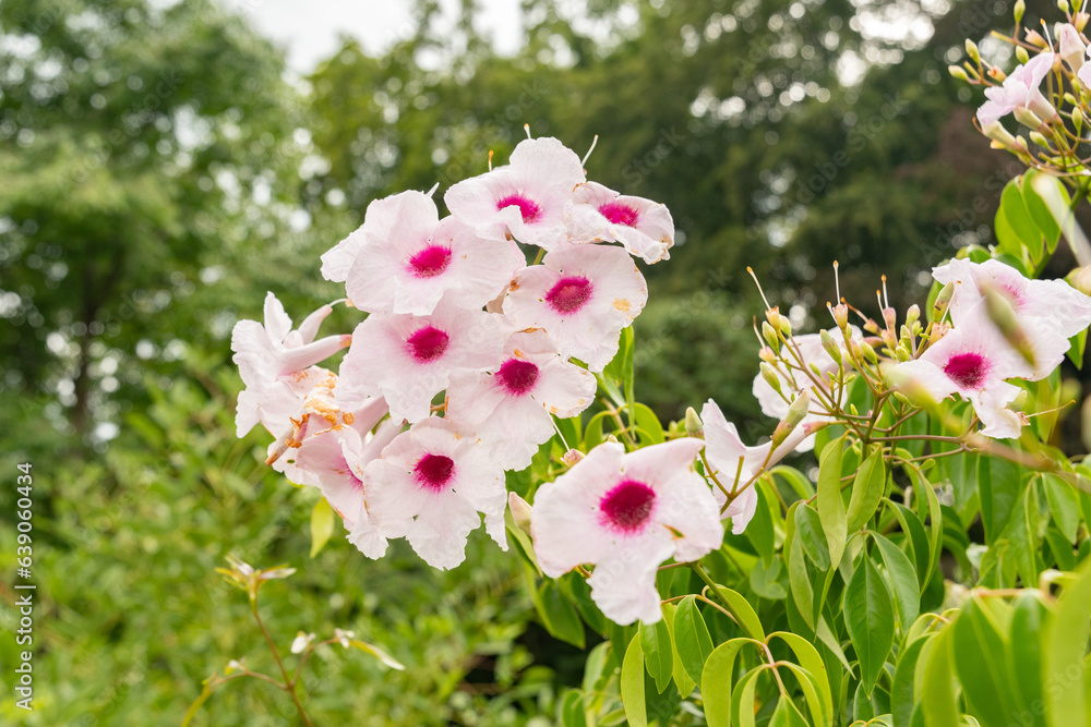 Φωτογραφία Bower of beauty or Pandorea Jasminoides plant in Zurich in Switzerland