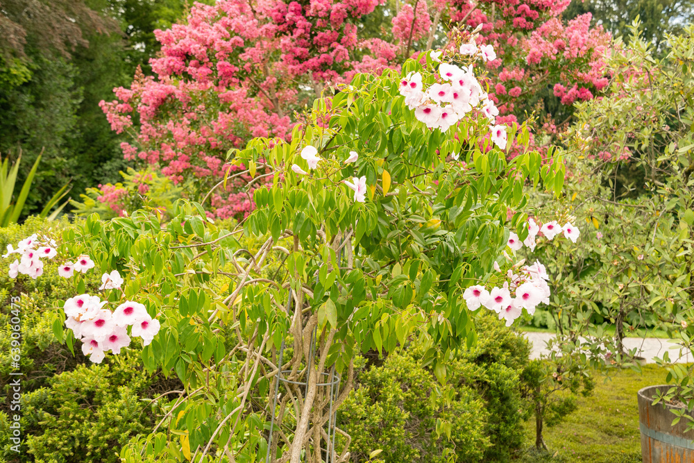 Φωτογραφία Bower of beauty or Pandorea Jasminoides plant in Zurich in Switzerland