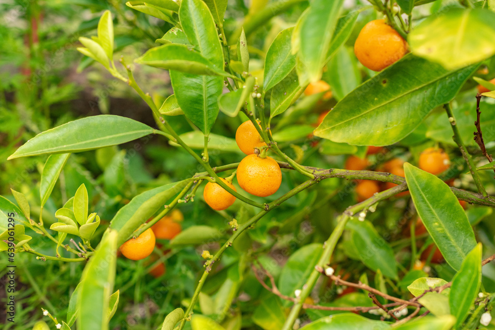 Mandarin orange or Citrus Reticulata plant in Zurich in Switzerland Mandarin orange or Citrus Reticulata plant in Zurich in Switzerland