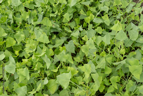 French sorrel or Rumex Scutatus plant in Zurich in Switzerland photo