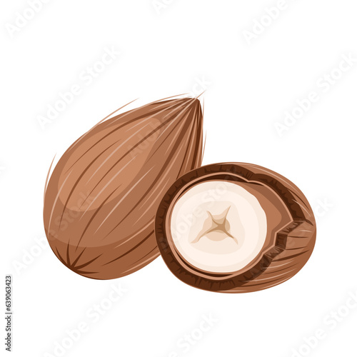 Vector illustration, Astrocaryum murumuru, known as murumuru, isolated on white background. photo