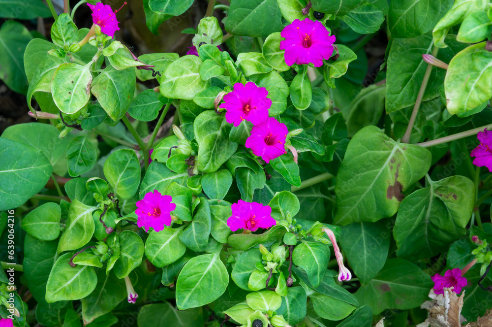 Planta Mirabilis jalapa con varias flores. Planta Mirabilis jalapa con varias flores.