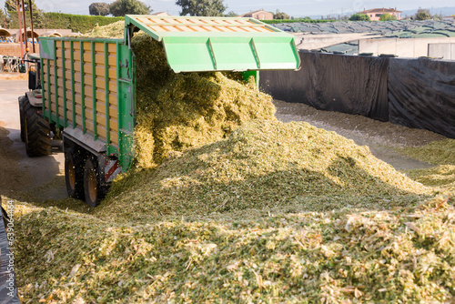 Truck unloads corn silage at dairy farm warehouse for storage