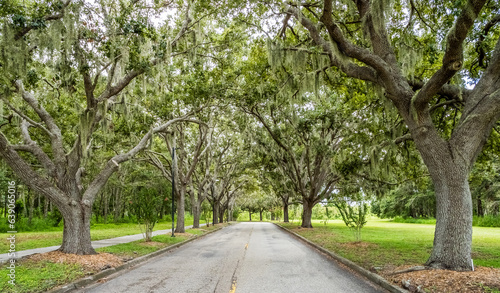 Εκτύπωση καμβά Live Oak tree lined Rand Blvd in Sarasota Florida USA