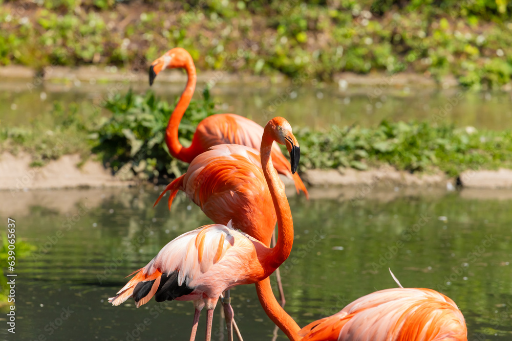 flamingos walking in water with green grasses background. flamingos walking in water with green grasses background.