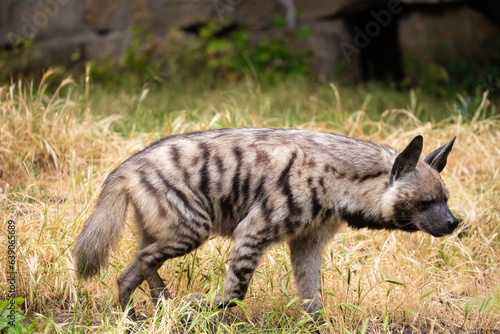 adult Striped Hyena (Hyaena hyaena) natural background