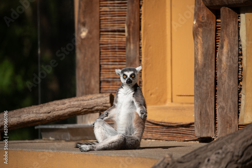 Ring-tailed lemur (Lemur catta) Berlin zoo