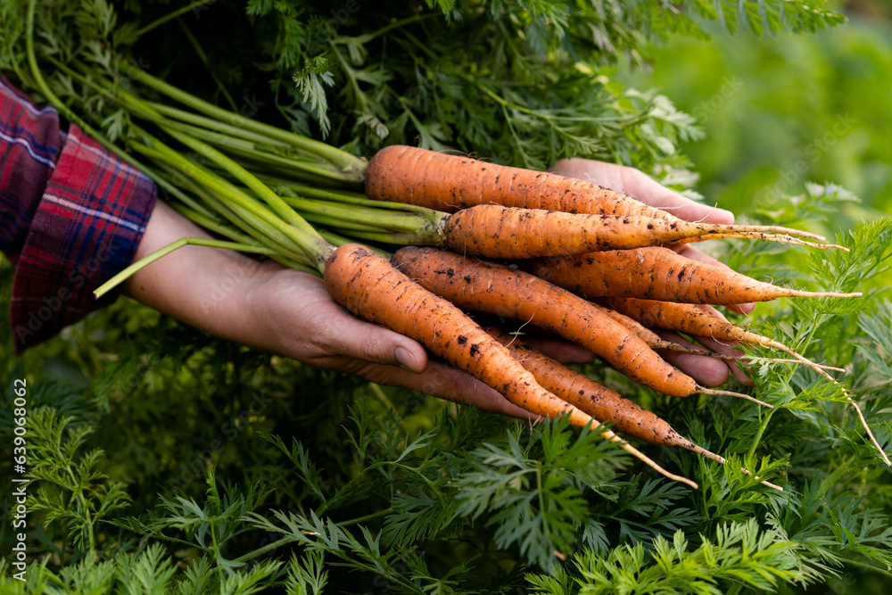Φωτογραφία A good harvest of carrots in women's hands close-up, organic vegetables from the