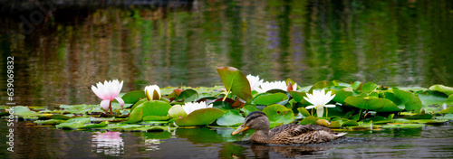 Ducks at Roger Stevens Pond  University of Leeds  United Kingdom