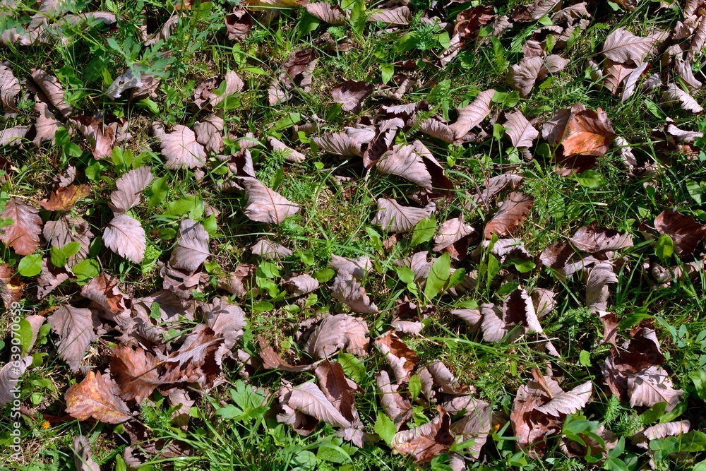 Fallen rowan tree leaves on grass in late August Fallen rowan tree leaves on grass in late August