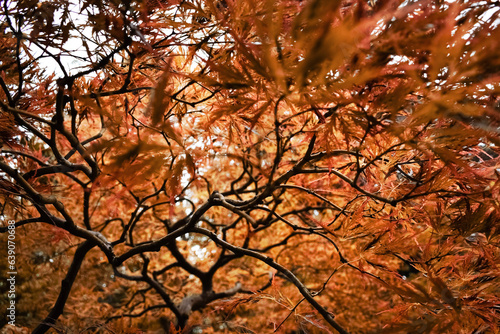autumn in the park