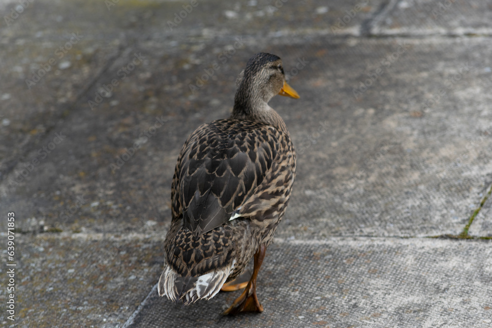 Ducks at Roger Stevens Pond, University of Leeds, United Kingdom Ducks at Roger Stevens Pond, University of Leeds, United Kingdom