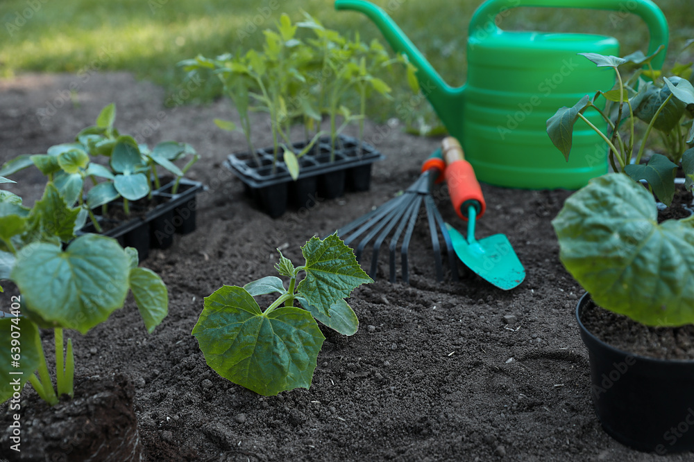 Young seedlings in ground, watering can, rake and shovel outdoors Young seedlings in ground, watering can, rake and shovel outdoors