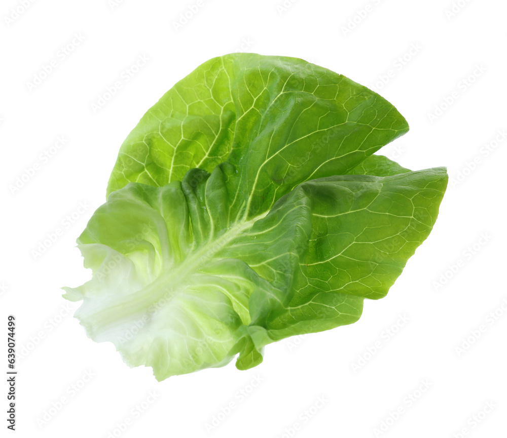 Fresh green butter lettuce leaf isolated on white Fresh green butter lettuce leaf isolated on white