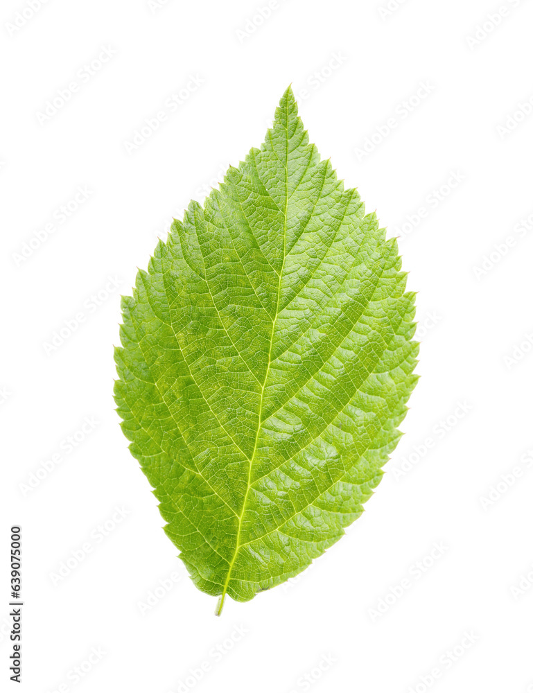 One green raspberry leaf isolated on white One green raspberry leaf isolated on white