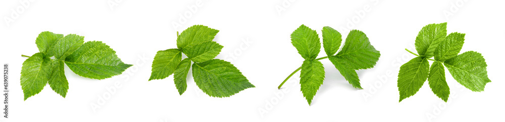 Set with green raspberry leaves isolated on white Set with green raspberry leaves isolated on white
