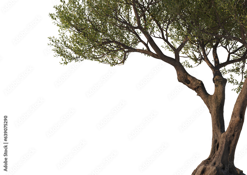 Fototapeta premium ForegroundMulti-shaped olive tree on transparent background