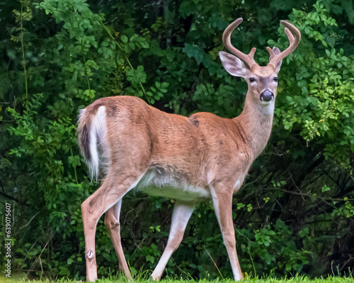 A mature white tail buck deer still with velvet on his antlers in the woods in Warren County  Pennsylvania  USA on a sunny summer day