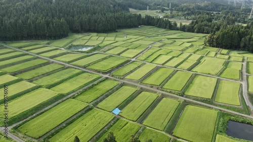 ドローン映像：木々に囲まれた、稲穂が実った棚田