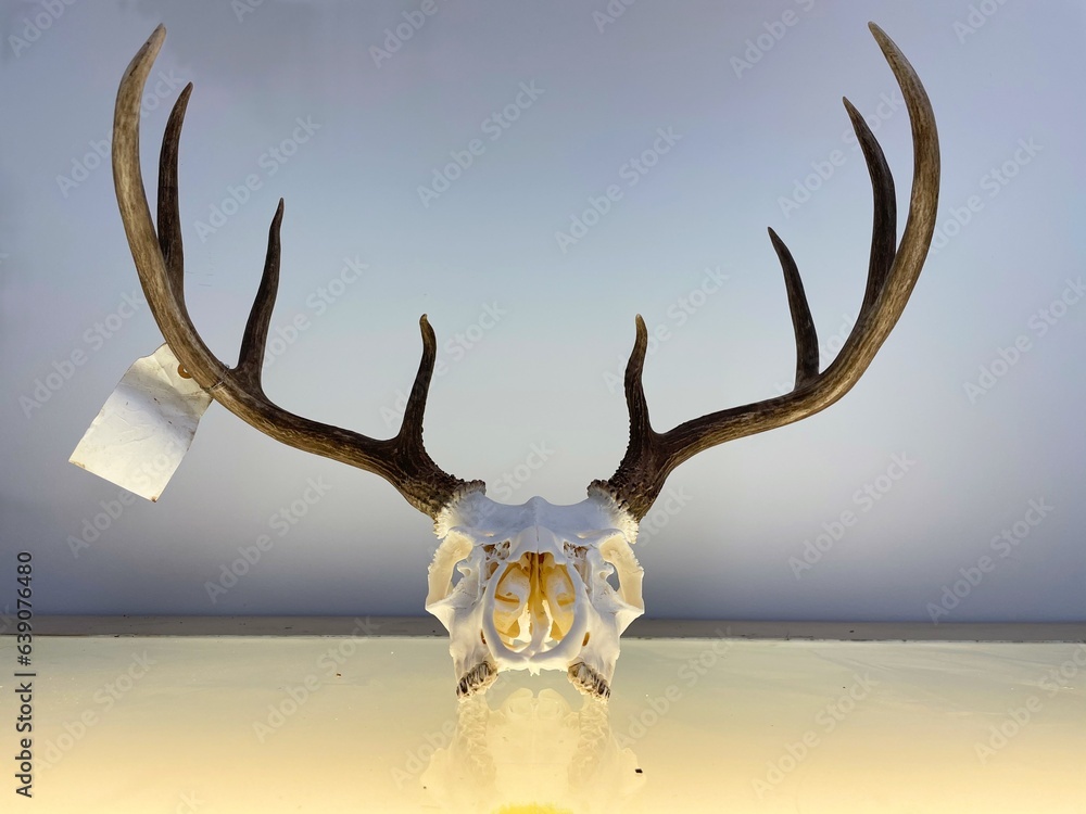Obraz premium Dead Animal Deer Euro Mount from Hunting by Hunter