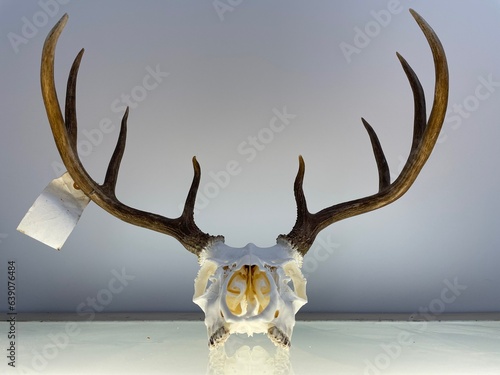 Dead Animal Deer Euro Mount from Hunting by Hunter