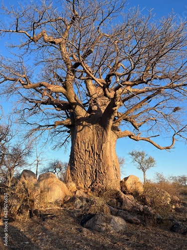 Boabab Tree in Africa