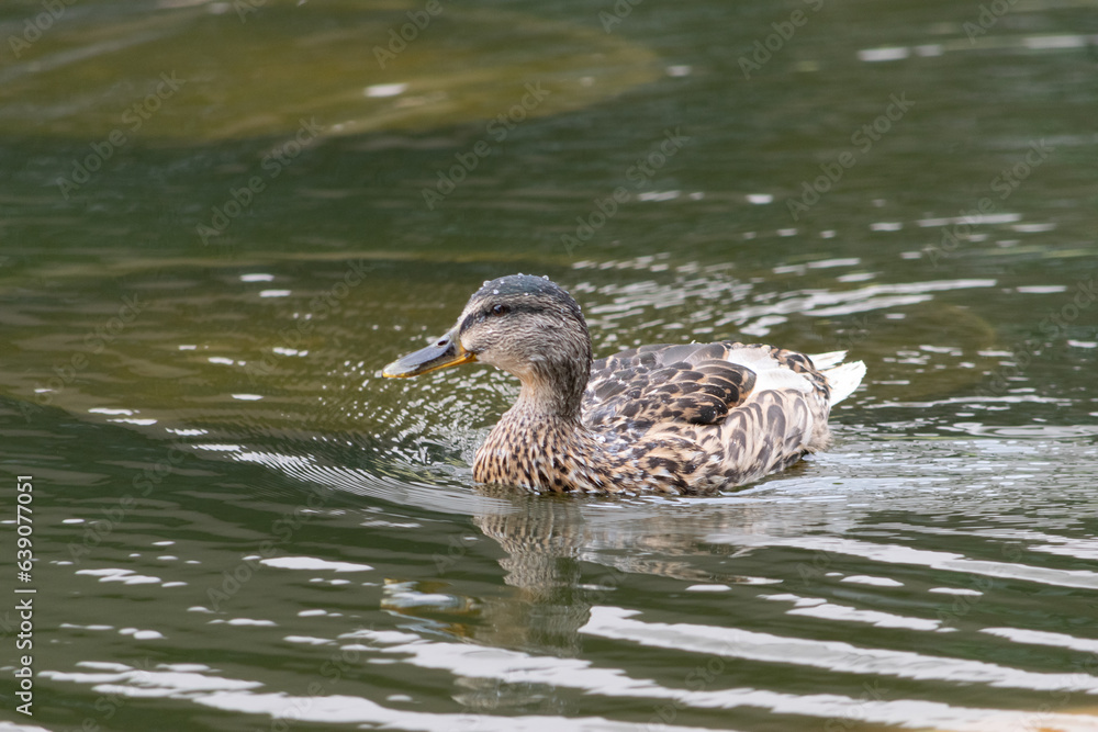 Ducks at Roger Stevens Pond, University of Leeds, United Kingdom Ducks at Roger Stevens Pond, University of Leeds, United Kingdom