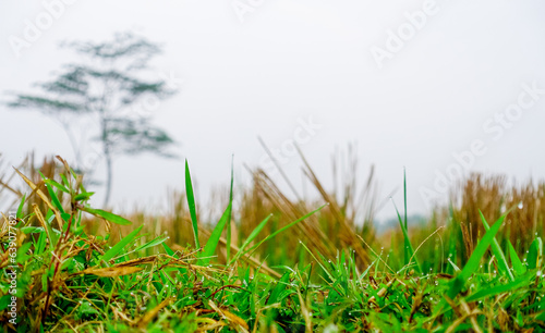 Green gras with dew in the morning