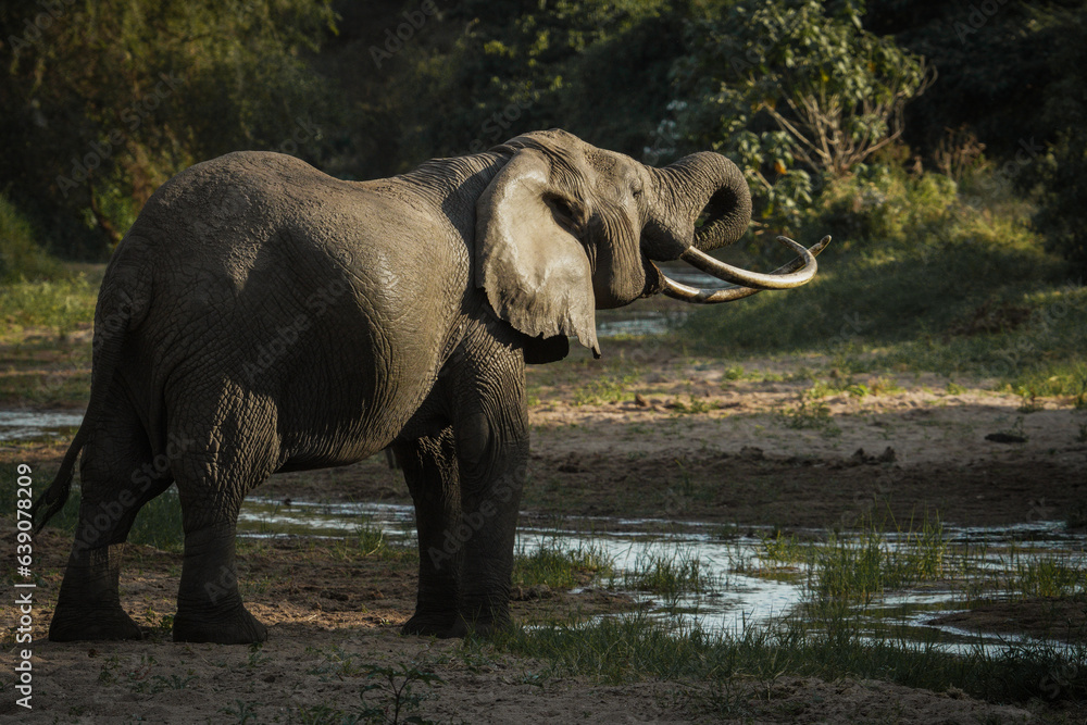 Obraz premium Safari in Lake Manyara, Tanzania