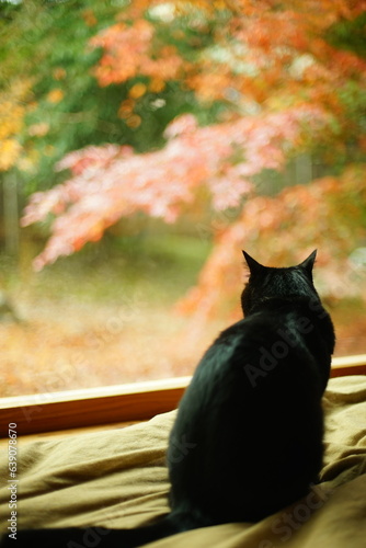 日本庭園の紅葉を眺める黒猫