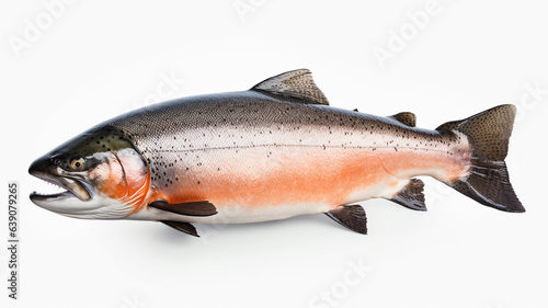 Whole salmon on white background.