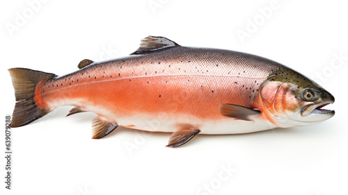 Whole salmon on white background.