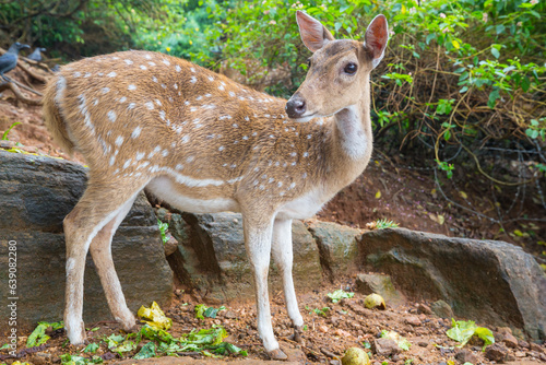 Spotted deer © Galyna Andrushko