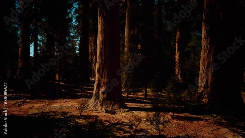 Majestic sequoia trees in the glow of the setting sun