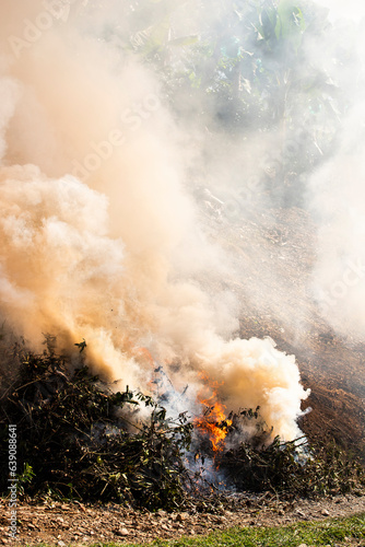 Controlled forest fire in the Colombian countryside - fire and smoke