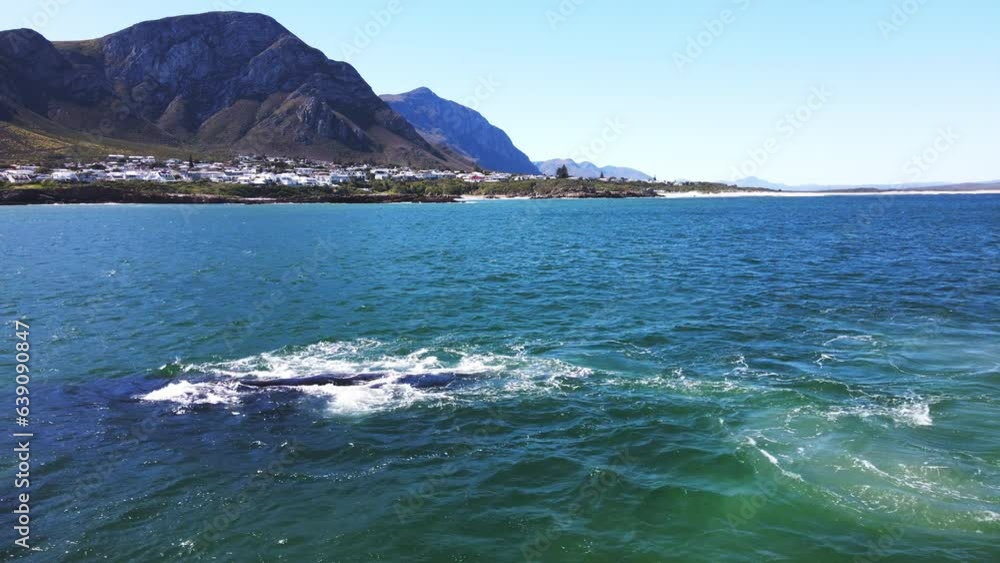 Southern Right whale bulls maneuver and compete actively to copulate with single female in coastal waters of Hermanus, South Africa. Aerial view Southern Right whale bulls maneuver and compete actively to copulate with single female in coastal waters of Hermanus, South Africa. Aerial view