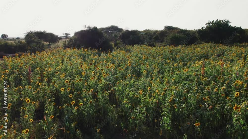 Sunflower farm during sunset with lush green leaves on a farm in Africa Sunflower farm during sunset with lush green leaves on a farm in Africa